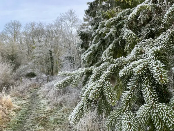 Blick auf verschneite Nadelbaumzweige - im Hintergrund ein Stück blauer Himmel